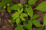 Yellow pimpernel